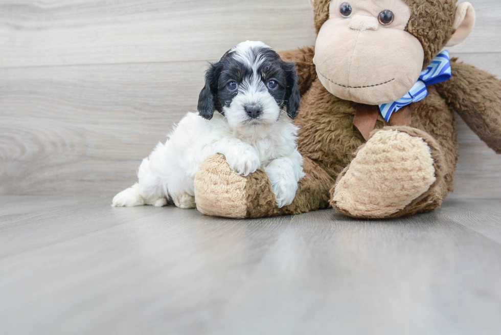 Adorable Cavoodle Poodle Mix Puppy