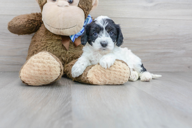 Cavapoo Puppy for Adoption