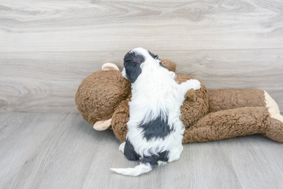 Cavapoo Puppy for Adoption