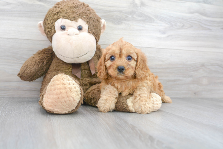 Cute Cavoodle Poodle Mix Puppy
