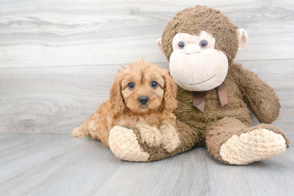 Best Cavapoo Baby