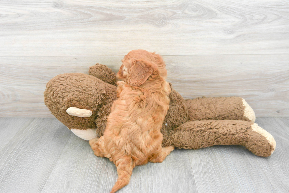 Cavapoo Puppy for Adoption