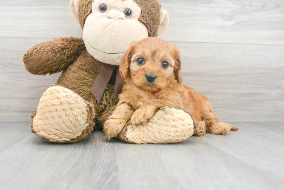 Energetic Cavoodle Poodle Mix Puppy