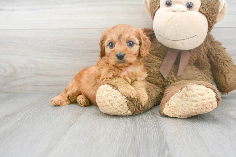 Cute Cavapoo Baby