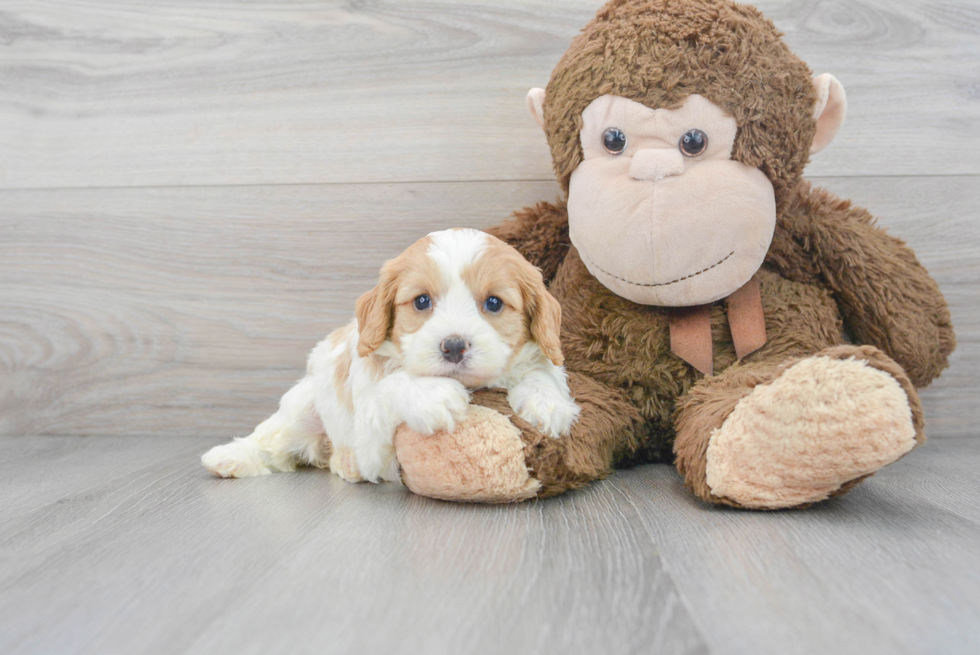 Little Cavoodle Poodle Mix Puppy