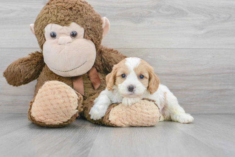 Cavapoo Puppy for Adoption