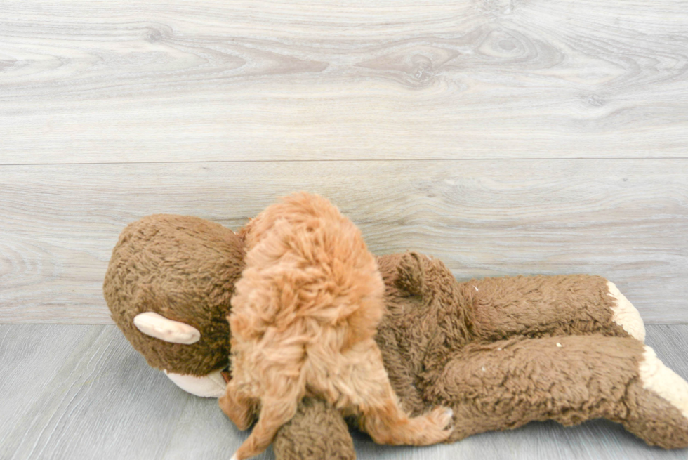 Adorable Cavoodle Poodle Mix Puppy