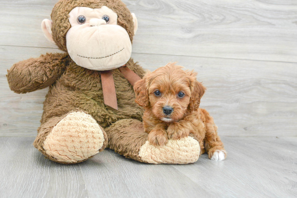 Playful Cavoodle Poodle Mix Puppy