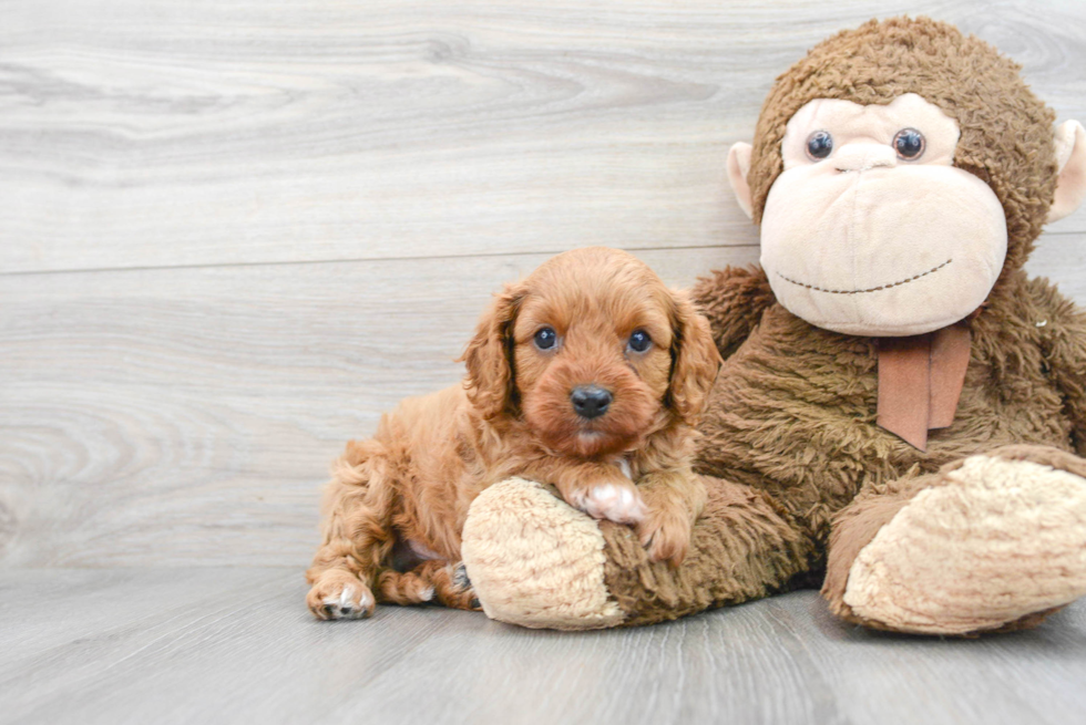 Best Cavapoo Baby