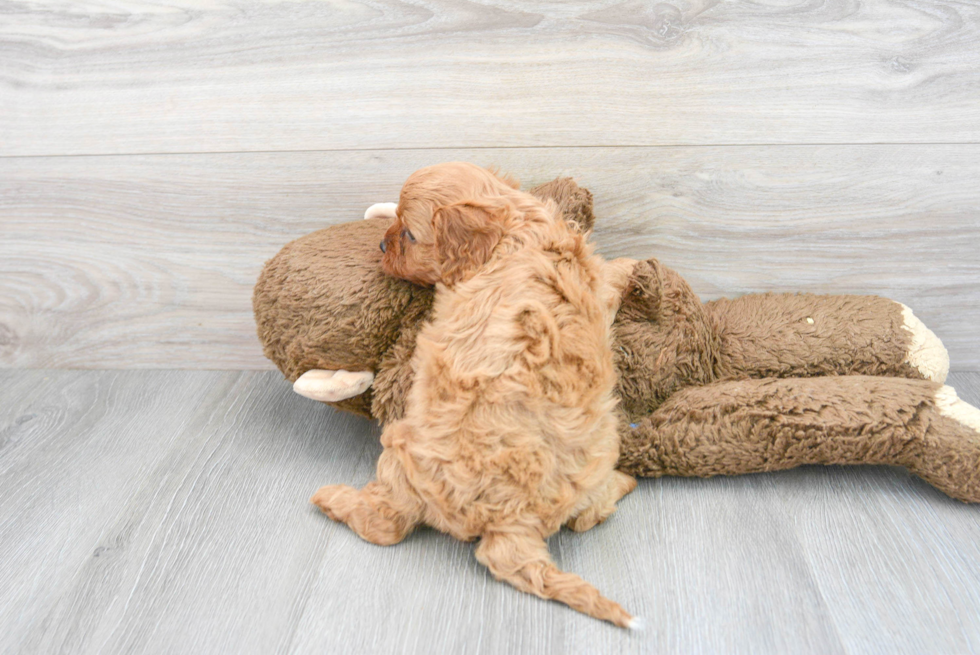 Petite Cavapoo Poodle Mix Pup