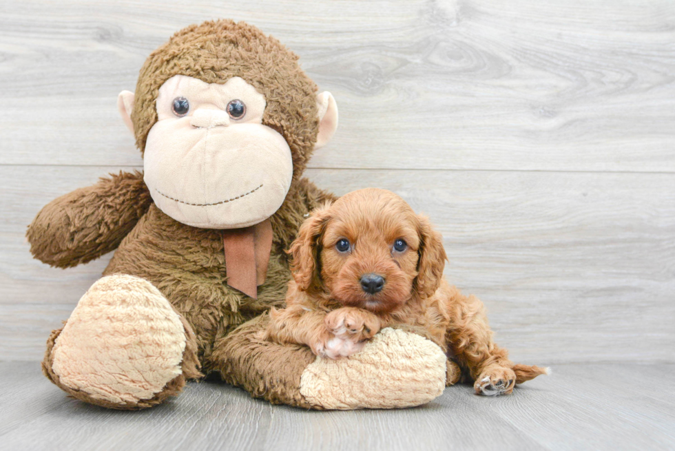 Hypoallergenic Cavoodle Poodle Mix Puppy