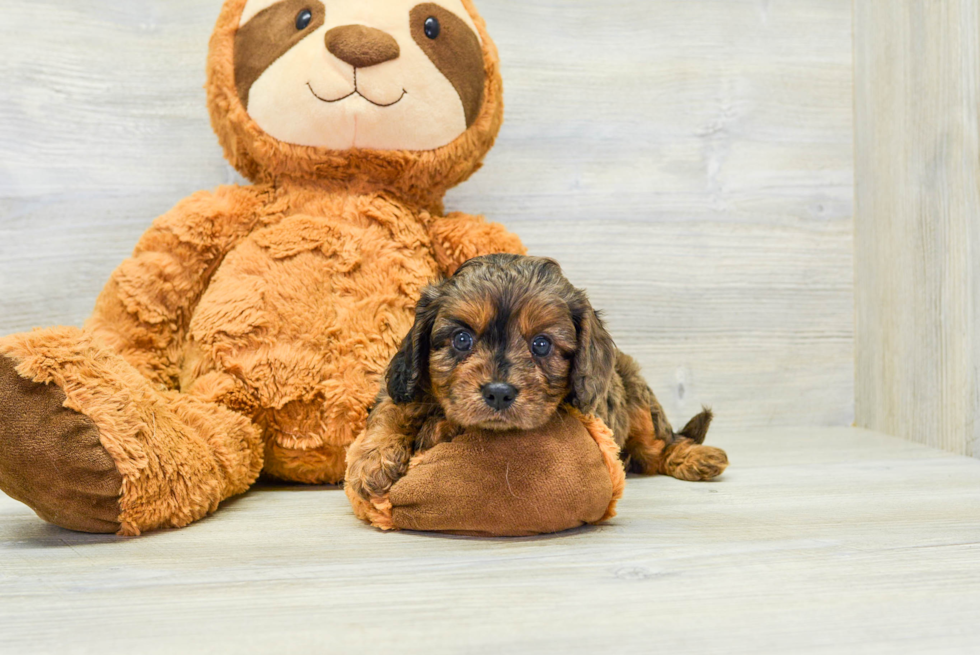 Best Cavapoo Baby