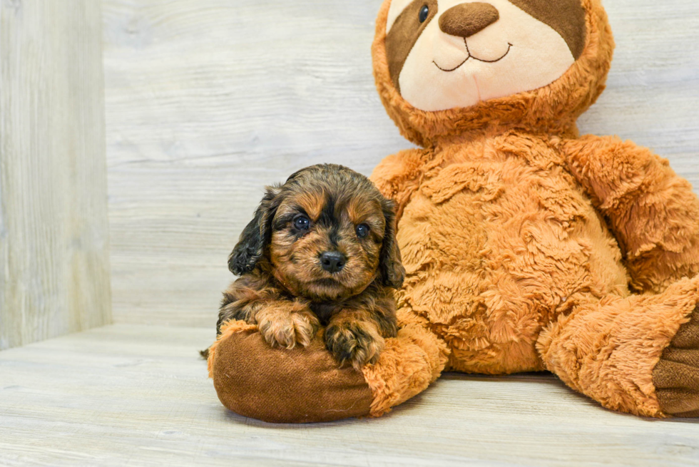 Cavapoo Puppy for Adoption