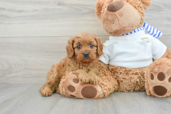 Best Cavapoo Baby