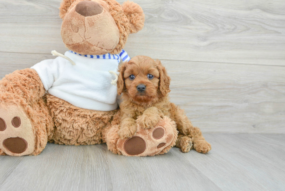 Friendly Cavapoo Baby