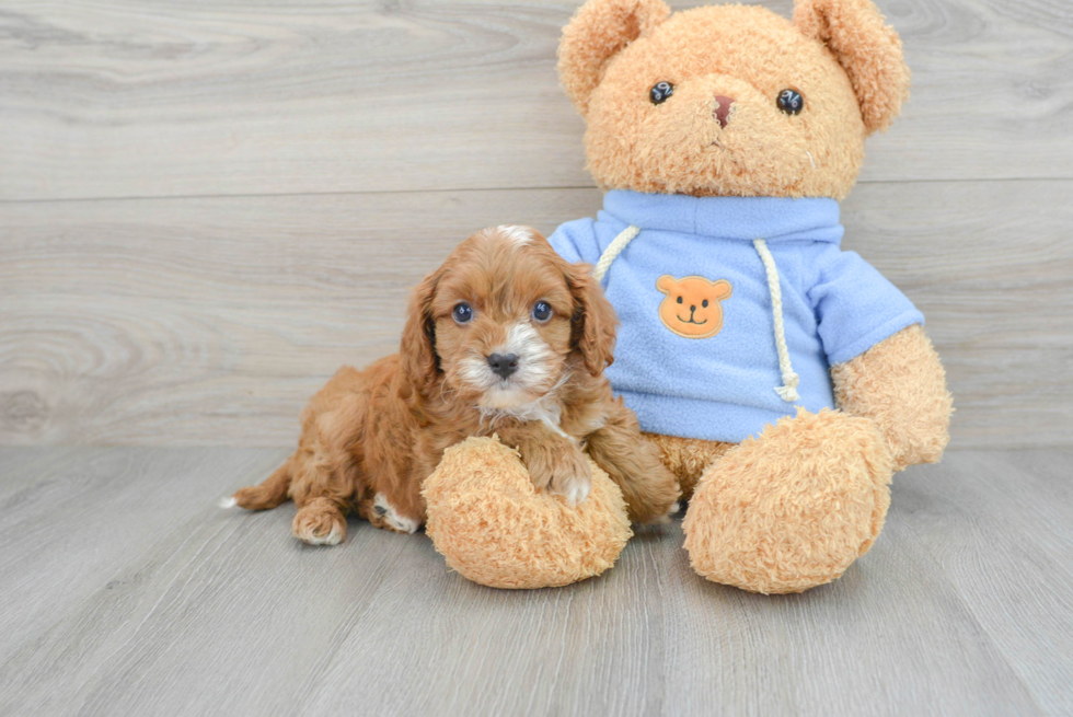 Cavapoo Pup Being Cute