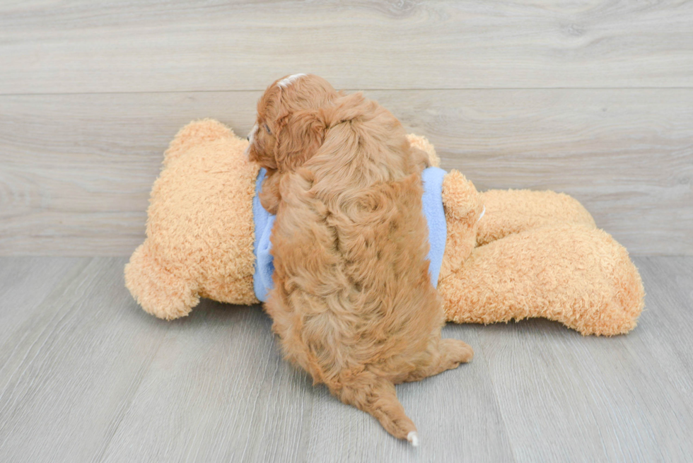 Playful Cavoodle Poodle Mix Puppy