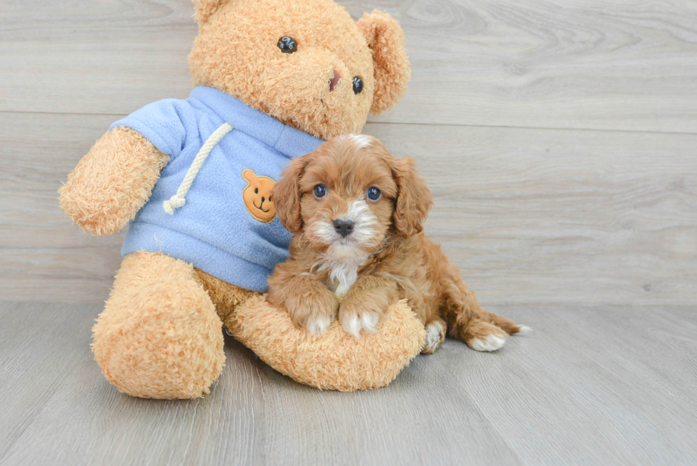 Cute Cavapoo Baby