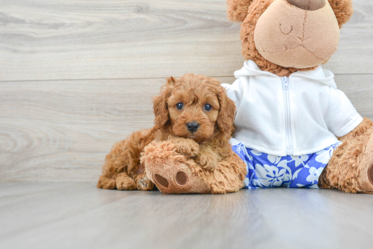 Best Cavapoo Baby