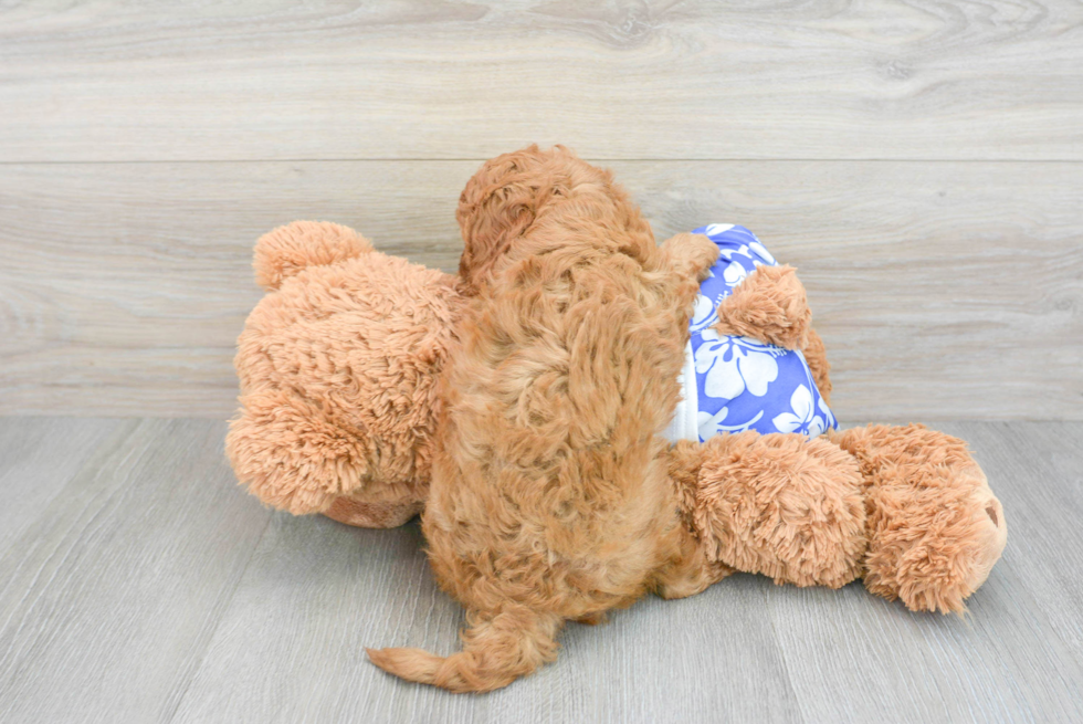 Cavapoo Pup Being Cute