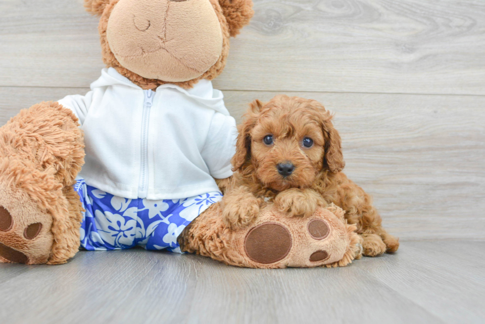 Sweet Cavapoo Baby