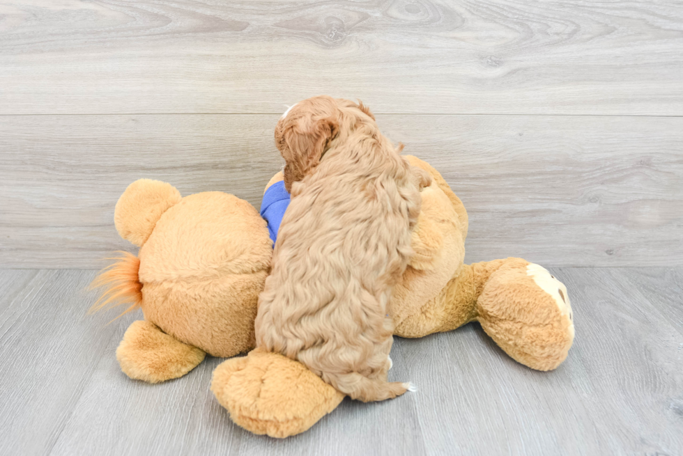 Cavapoo Pup Being Cute