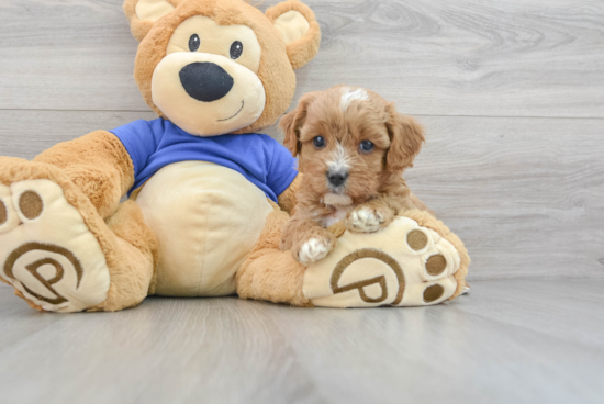 Petite Cavapoo Poodle Mix Pup