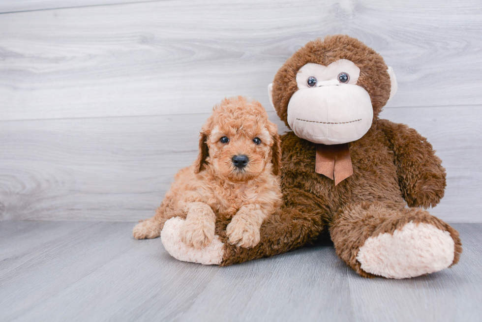 Happy Cavapoo Baby