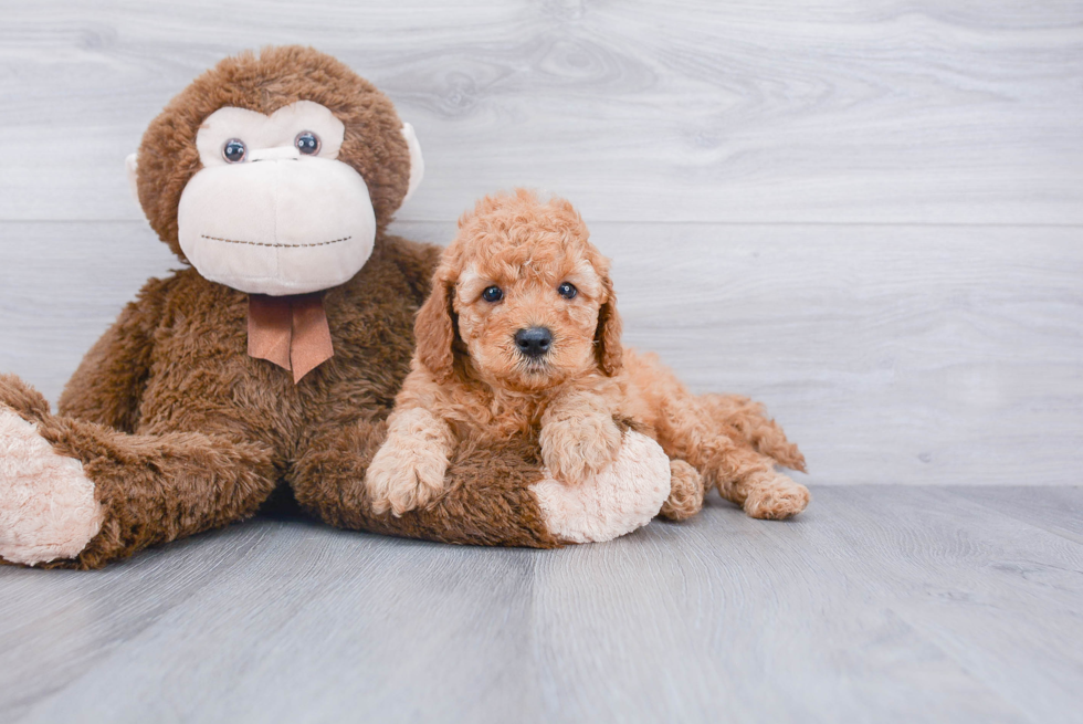 Cavapoo Puppy for Adoption