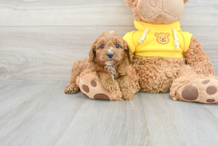 Best Cavapoo Baby