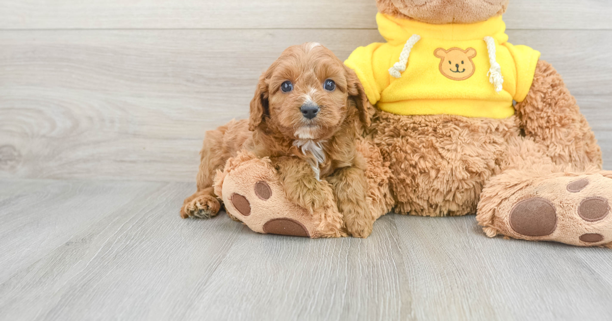 Funny Cavapoo Vance: 4lb 2oz Doodle Puppy