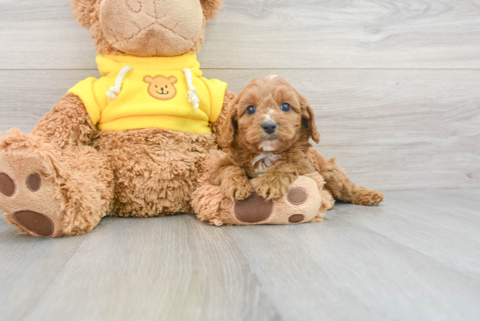 Cavapoo Pup Being Cute