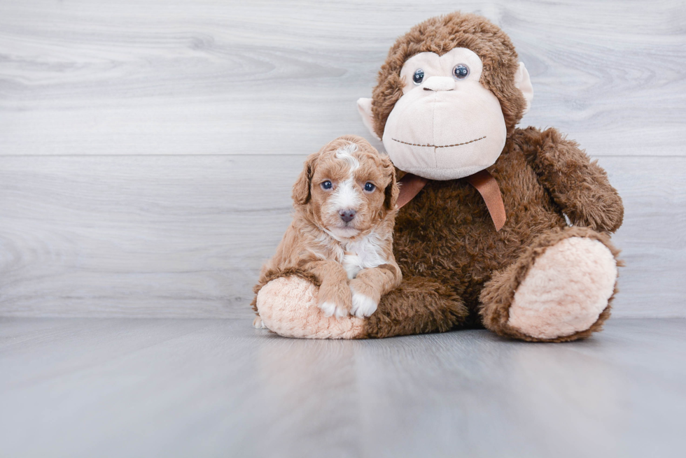 Cavapoo Pup Being Cute