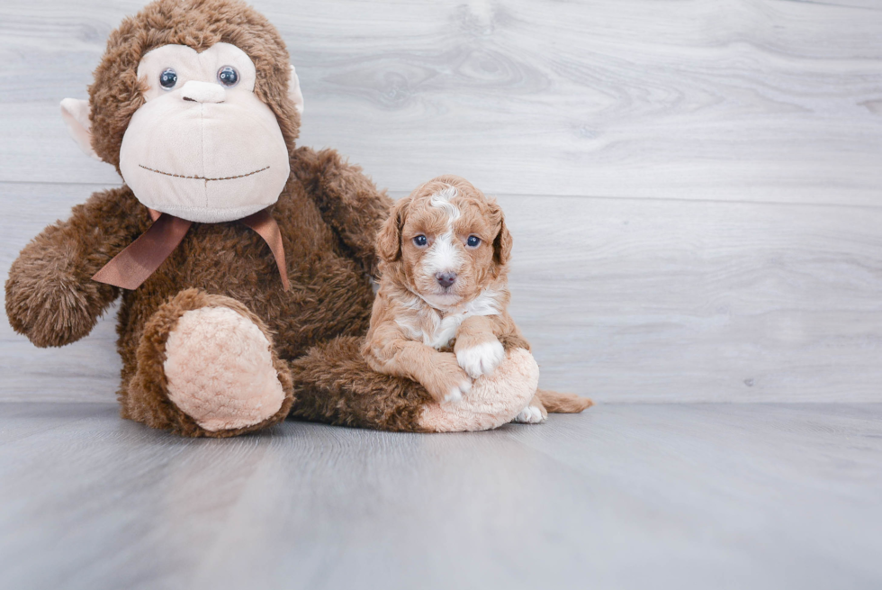 Friendly Cavapoo Baby