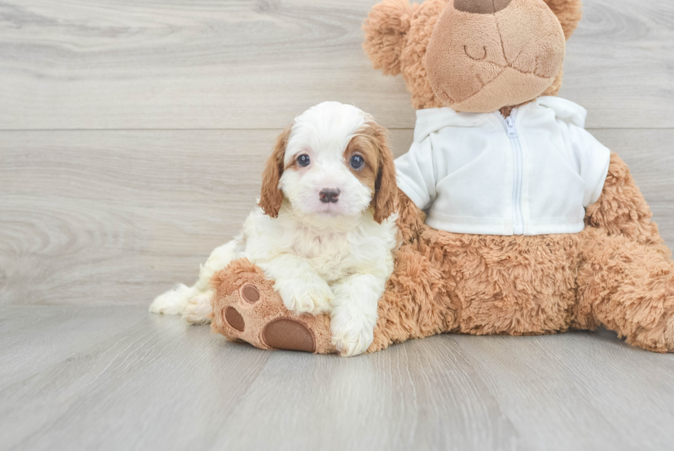 Cavapoo Puppy for Adoption