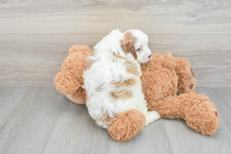 Cavapoo Pup Being Cute