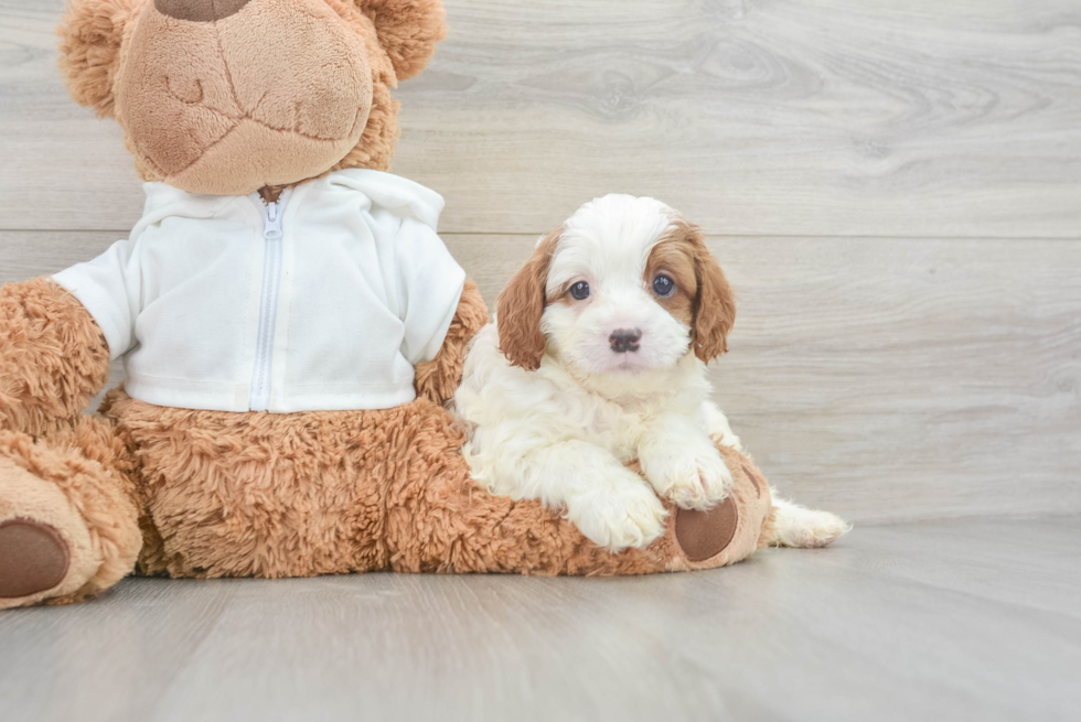 Best Cavapoo Baby