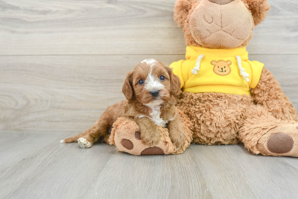 Playful Cavapoodle Poodle Mix Puppy