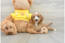 Popular Cavapoo Poodle Mix Pup