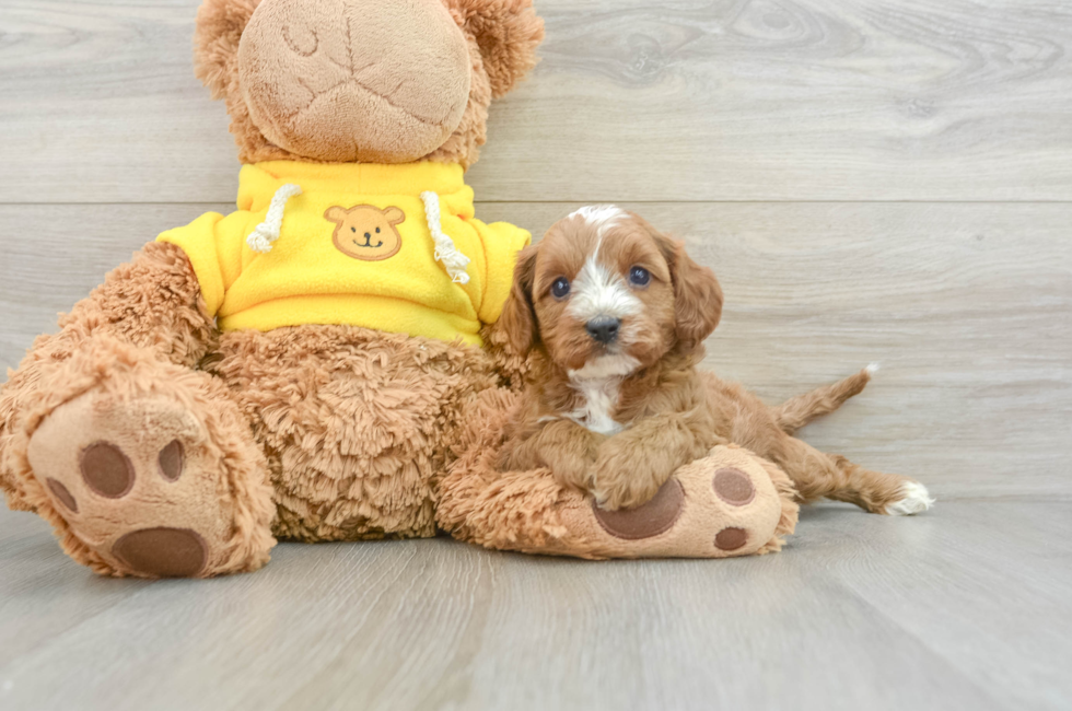 6 week old Cavapoo Puppy For Sale - Premier Pups