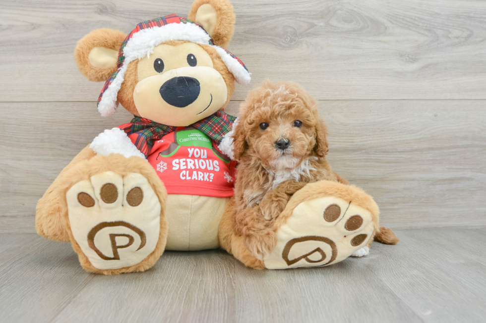 Energetic Cavoodle Poodle Mix Puppy