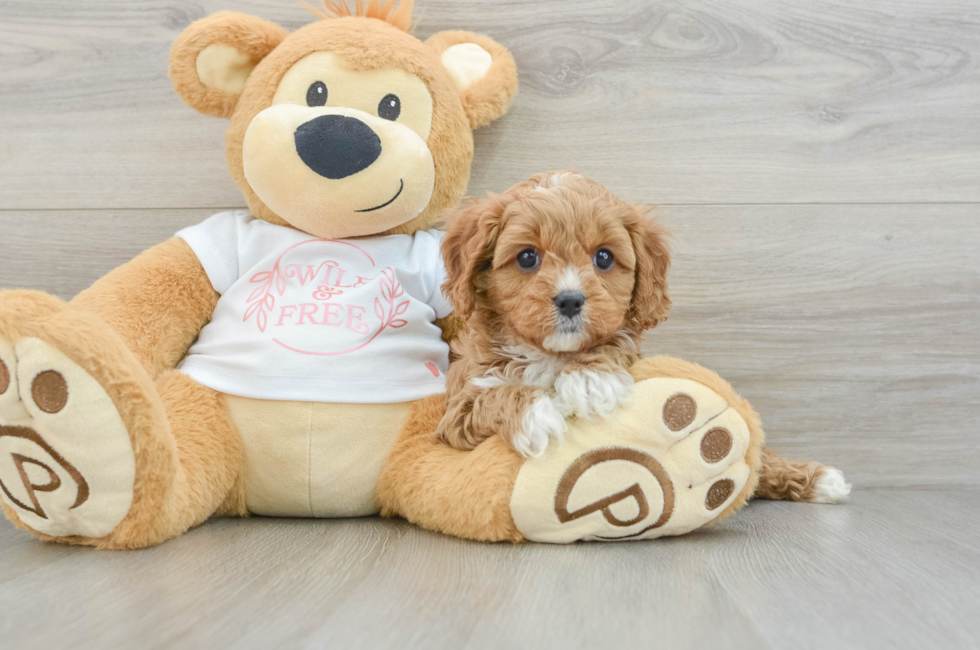 6 week old Cavapoo Puppy For Sale - Premier Pups