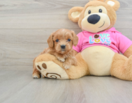 8 week old Cavapoo Puppy For Sale - Premier Pups