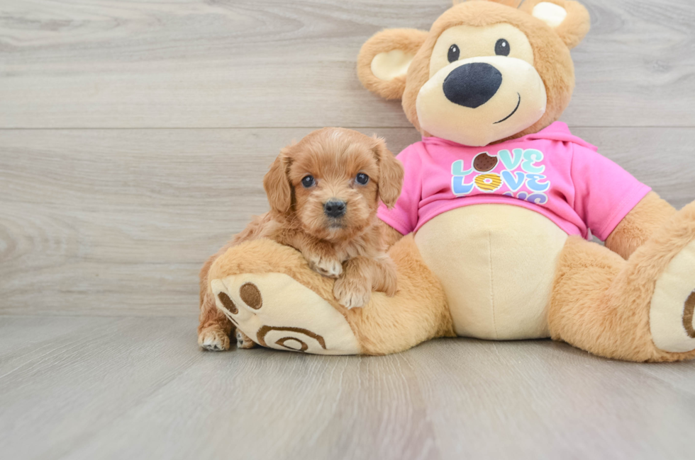 6 week old Cavapoo Puppy For Sale - Premier Pups