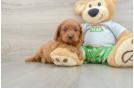 Best Cavapoo Baby