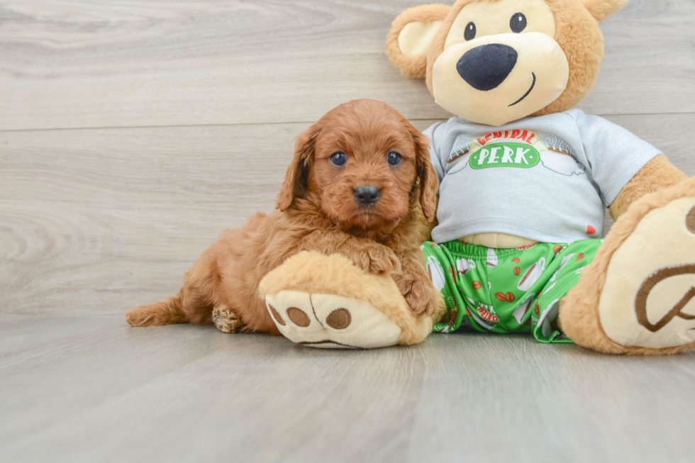 Best Cavapoo Baby