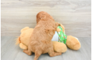Fluffy Cavapoo Poodle Mix Pup