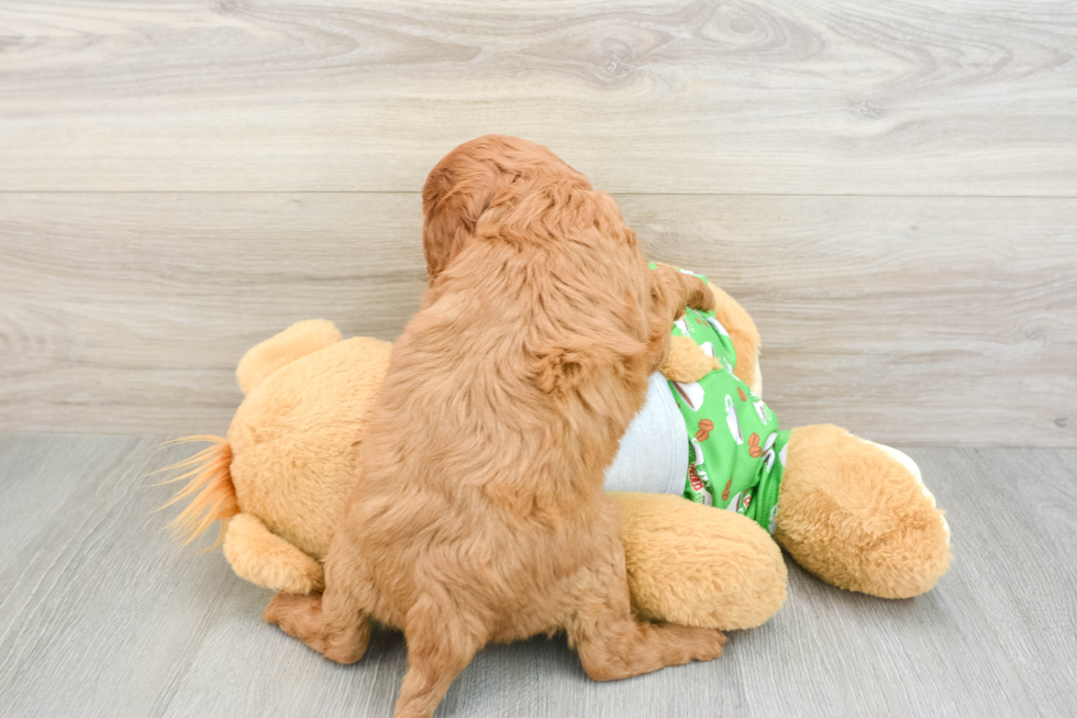 Fluffy Cavapoo Poodle Mix Pup