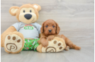 Cavapoo Puppy for Adoption