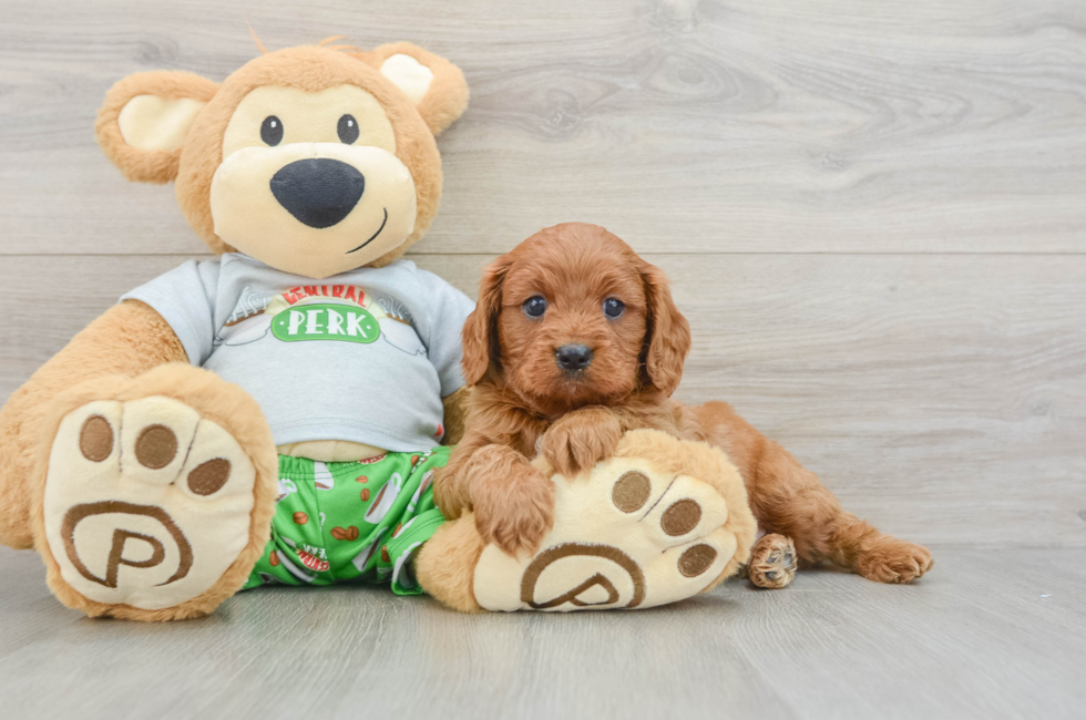 6 week old Cavapoo Puppy For Sale - Premier Pups